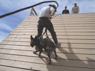 Officer Urbano and K-9 Nero Dual Purpose: Explosives and Patrol-DSC00665